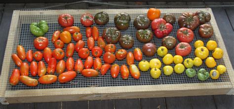 Tomatoes The Best Tomato Varieties To Grow For Eating Cooking And
