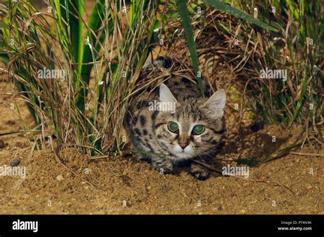 Tapetum Lucidum Cat Hi Res Stock Photography And Images Alamy