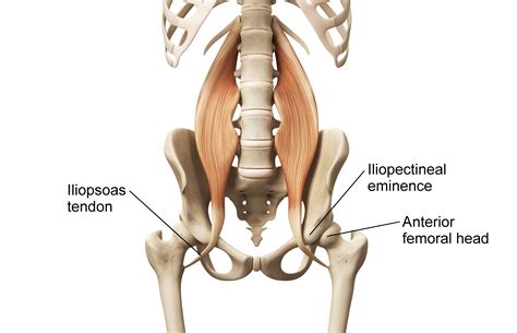 It joins the lower limb to the pelvic girdle. What's Causing Your Snapping Hip Syndrome? | Clinical Somatics