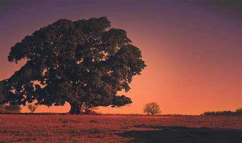 Free Images Landscape Tree Nature Horizon Mountain Cloud Sky