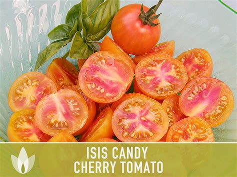Isis Candy Cherry Tomato Heirloom Seeds Etsy
