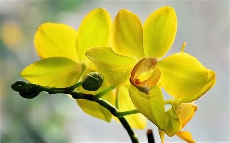 Download Wallpapers Yellow Orchids Yellow Tropical Flowers Orchids Orchid Branch Background