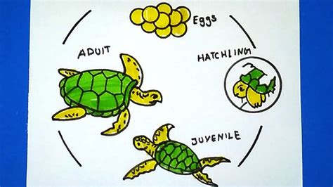 Life Cycle Of Sea Turtles See