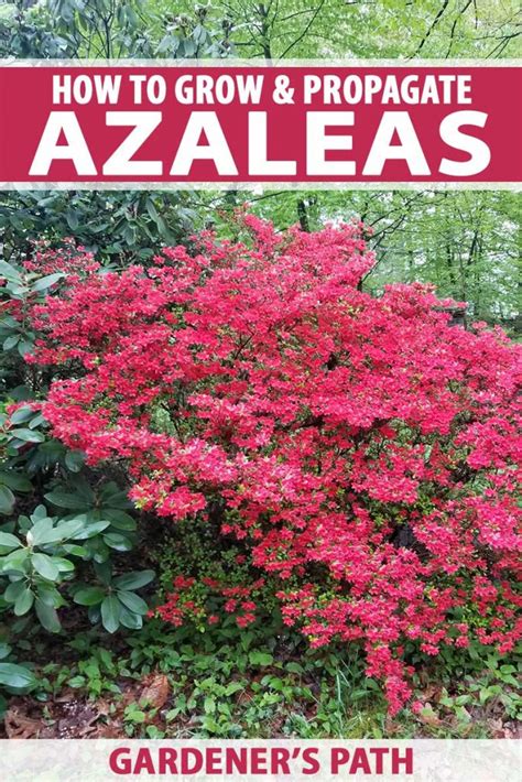 How To Grow And Care For Azalea Bushes Gardeners Path