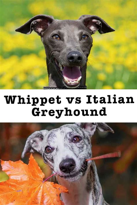 Italian Greyhound Vs Whippet