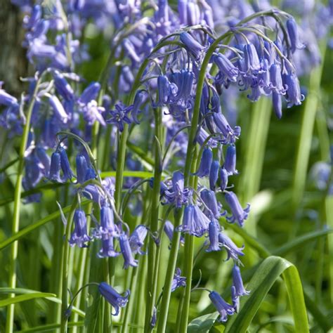 English Bluebells Bulbs In The Green Hyacinthoides Non Scripta Buy