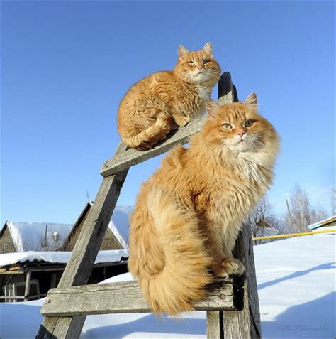 Siberian Farmers Cats Become An Unexpected Internet Sensation