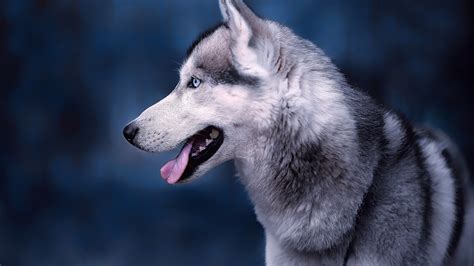Wallpaper Husky Dog Side View Face Head 1920x1200 Hd Picture Image