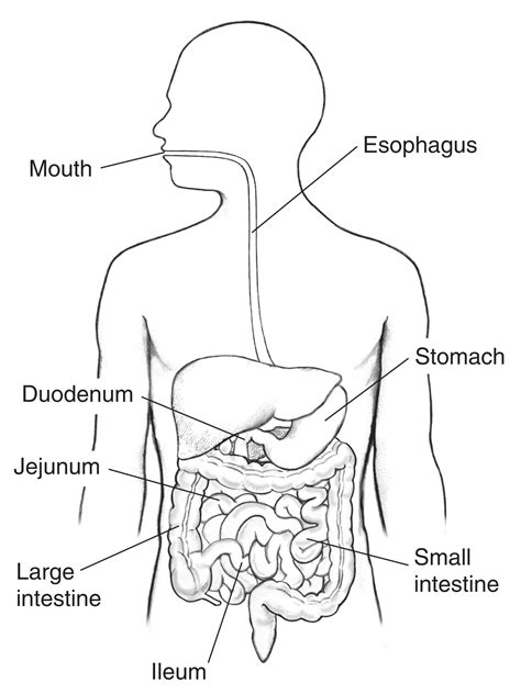 Digestive Tract With Labels For The Mouth Esophagus Stomach Duodenum