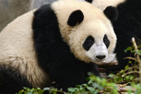 Giant Panda Cub Born At Western Japan Zoo Named Saihin Environment