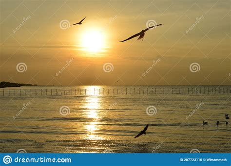 Sunrise Over The Sea With Flying Birds Stock Photo Image Of Dawn