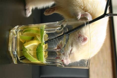 White Ferret With Drink Stock Image Image Of Licking 1764079