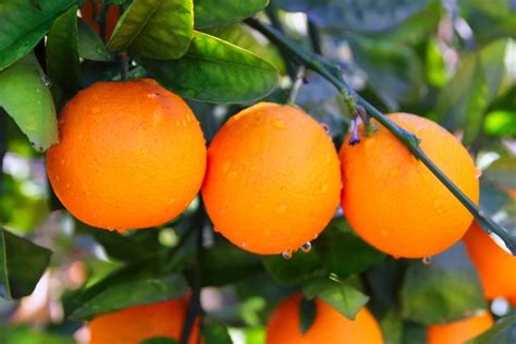 Fresh Orangesvalencia And Navel Fresh Orangefresh Wholesale Buy
