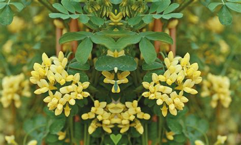 Hardy Shrub Coronilla Citrina Groupon