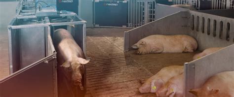 Automatisch Sauen Von Der Herde Trennen Nedap Livestock Management