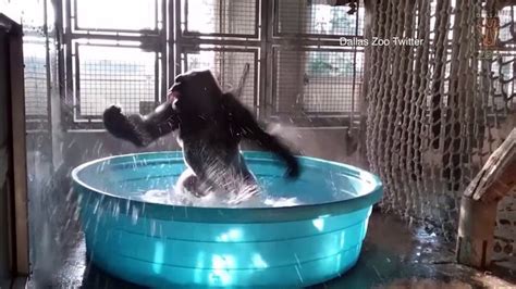 Dallas A Splashing Gorillas Sweet Dance Moves Captured On Video At