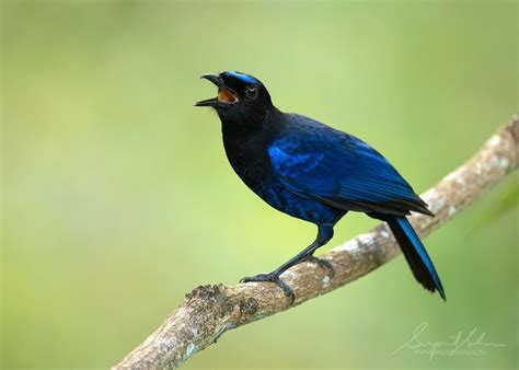 Asian Fairy Bluebird Blue Bird Wildlife Nature Wildlife Of India