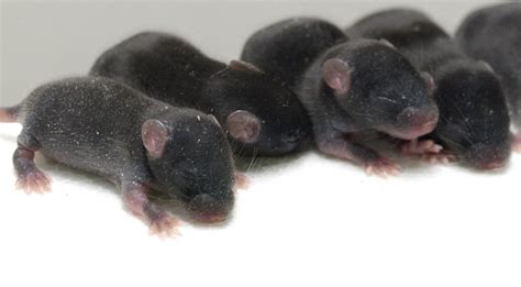 Normally, pigs have 38 chromosomes in each somatic cell. Not all clones the same