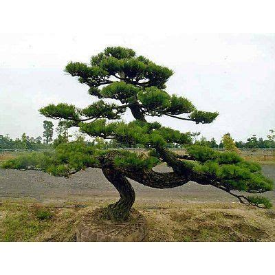Verkoop van mediterrane planten en bomen. Pinus thunbergii - Japanse zwarte den - Palma Verde Exoten ...