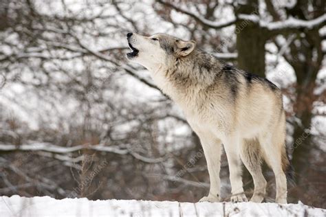 Gray Wolf Howling Stock Image C0154996 Science Photo Library