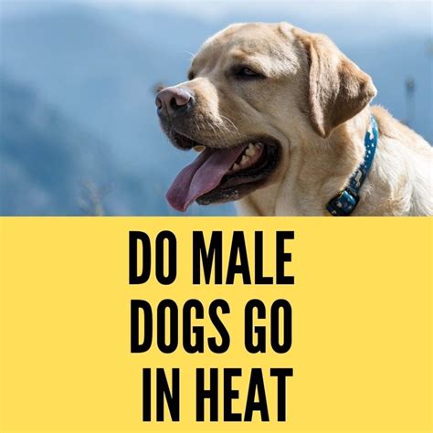 What Do Male Dogs Do When A Female Is In Heat Outlet Store Save 50
