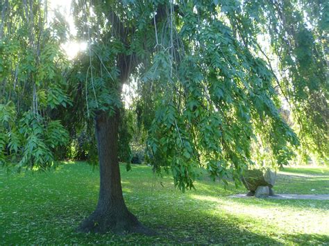 Crafty Green Poet Ash Trees Threatened