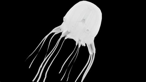 Box Jellyfish Cubomedusae Download Free 3d Model By N B6050e8