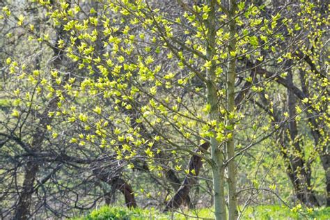 Spring Tree With Buds Stock Photo Image Of Sustainability 71663648