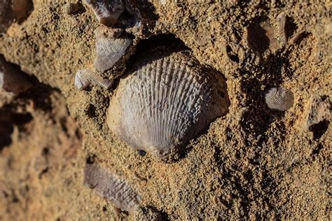 Hd Wallpaper Petrification Fossil Shells Petrified Fossilized