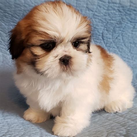 Best Photos Shih Tzu Puppies For Sale In Nj Visit Our Shih Tzu