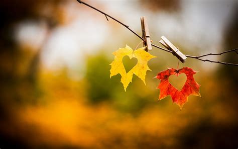 Fall In Love Wallpaper 68 Pictures