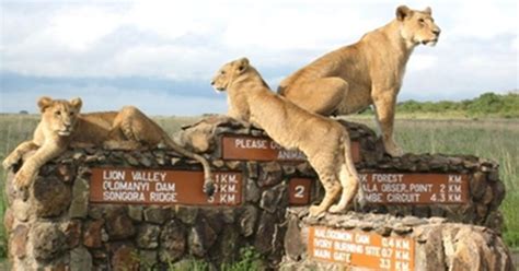 Van Nairobi Private Nairobi National Park Tour Getyourguide