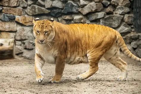 Liger Facts Size Diet Pictures All Animal Facts