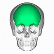 File:Frontal bone anterior.png - Wikimedia Commons