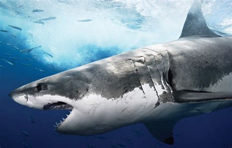 Animals Fish Sea Shark Wallpapers Hd Desktop And