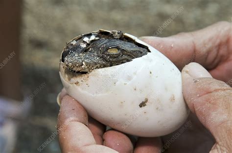 Crocodile Hatches From Its Egg Stock Image C0116120 Science Photo Library