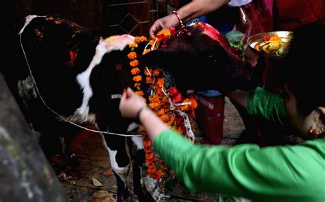 Nepal Kathmandu Tihar Cow