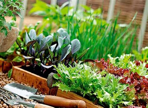 Small Vegetable Garden Ideas How To Plan And Design Them