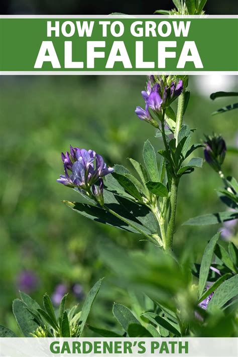 How To Plant And Grow Alfalfa Outdoors Gardeners Path