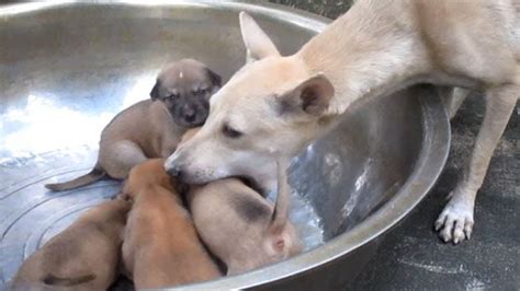 Amazing Dog Moves Her Puppies To Another Place By Using Her Mouth Youtube
