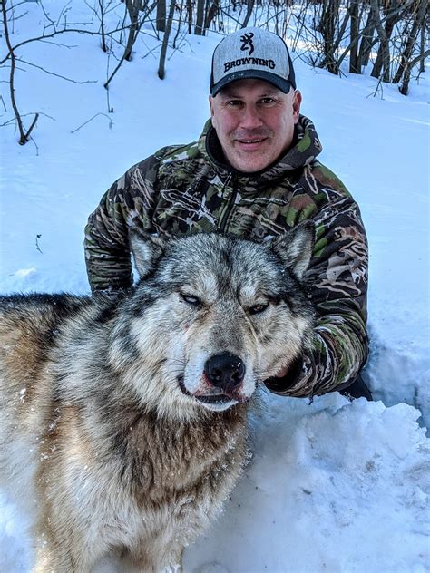 Wolf Hunting In Bc Hunting Cougar In Bc Book A Wolf Hunt