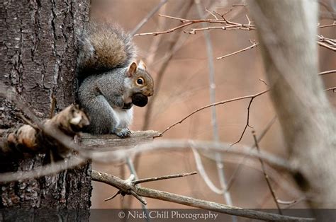 Nutty Squirrel Squirrel Animal Photography Animals