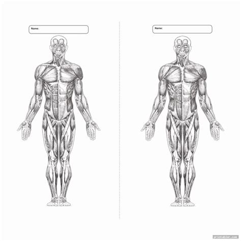 32 Blank Muscle Diagram To Label Label Design Ideas 2