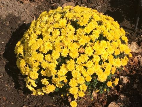 How To Grow Chrysanthemum Flower Mums By Garden Hobbies