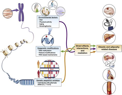 Recent Advances In Human Genetics And Epigenetics Of Adiposity Pathway