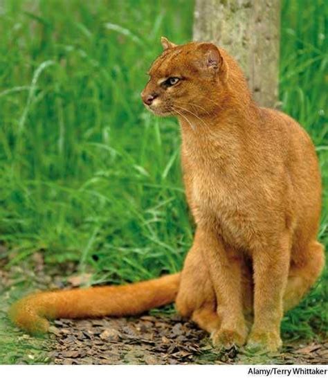 Jaguarundi Small Wild Cats Wild Cats Animals Wild