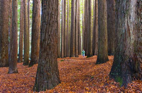 Where To Find Californian Redwood Forests In Victoria