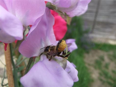 Bee On A Sweet Pea Flower Sandy Bedfordshire Orangeaurochs Flickr