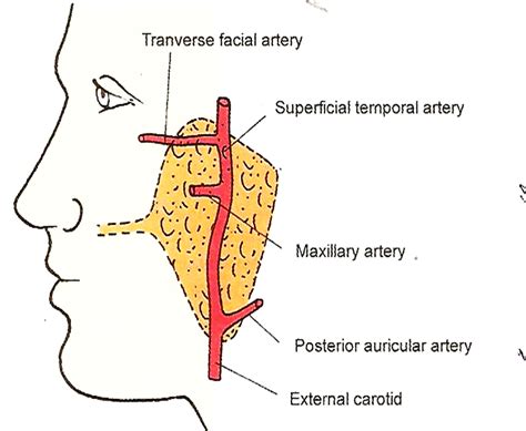 Parotid Gland Anatomy Qa