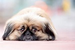 21 Chinese Dog Breeds: Small, Medium, Big Chinese Dogs